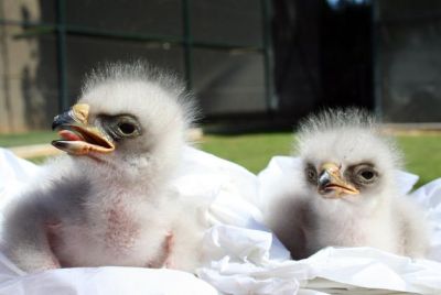 pichones de águila imperial