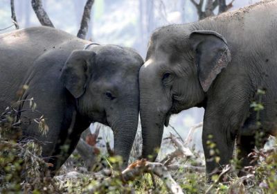 elefante asiático