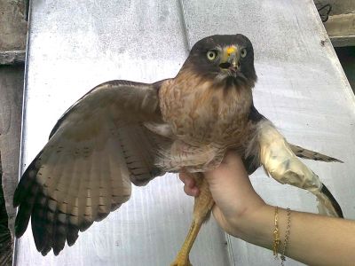 Taguató Común (Buteo magnirostris)