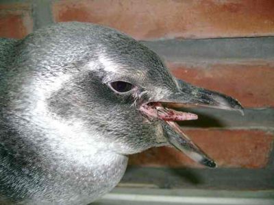 Pinguino de Magallanes