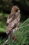 águila calzada (Aquila pennata)