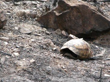 tortuga mora (Testudo graeca)