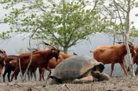 exóticas en Galápagos