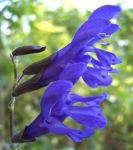 salvia guaranitica