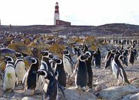 Parque Nacional Isla Pinguino