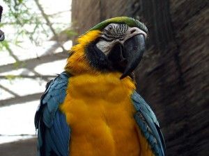 guacamayo