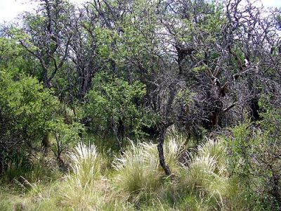 bosque