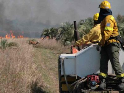 ciervo de los pantanos + fuego