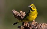 cardenal amarillo