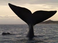 ballena-en-puerto-madryn