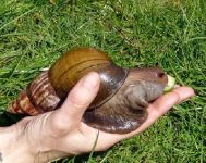 caracol africano