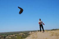 Águila Coronada (Harpyhaliaetus coronatus)