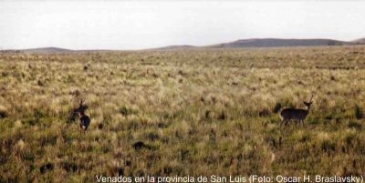 venado de las pampas (Ozotoceros bezoarticus)