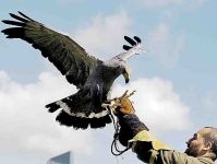 águila coronada (Harpyhaliaetus coronatus)