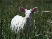 ciervo de los pantanos albino (Blastocerus dichotomus)