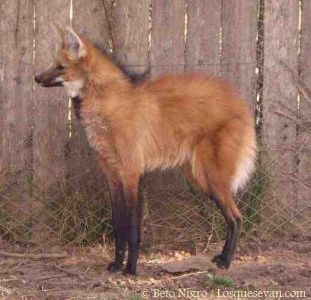 Aguará Guazú (Chrysocyon brachyurus)