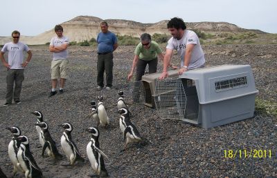 pinguinos