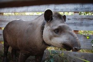 Tapir