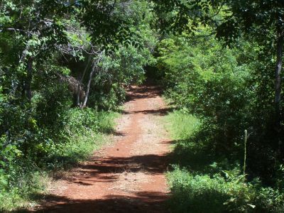 selva misionera o paranaense