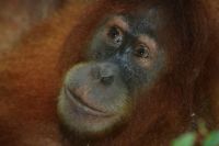 orangutan de sumatra