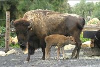 bisonte con cría