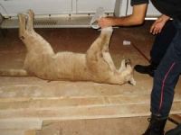 puma muerto en misiones