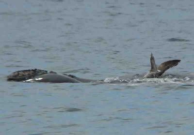 gaviotas que lastiman a las ballenas