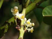 Calophyllum brasiliense