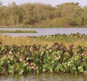 Reserva Natural Municipal Isla Las Damas, Corrientes