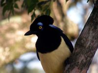 Urraca Común (Cyanocorax Chrysops)