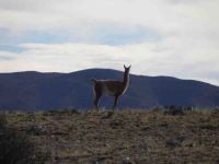 guanaco en Cerro Nevado en Mendoza