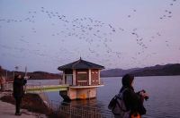 observación de aves