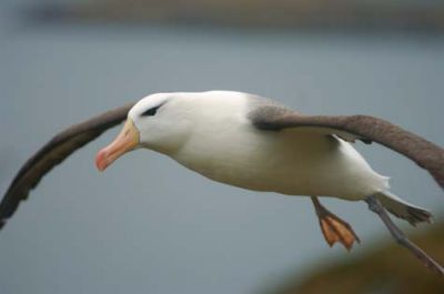 albatros ceja negra (Thalassarche melanophris)