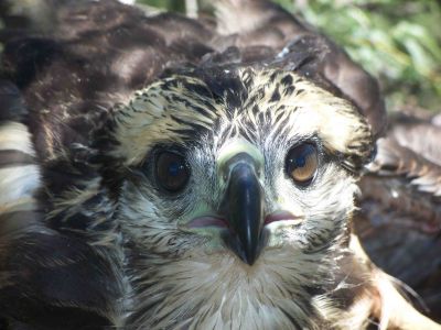 águila coronada (Harpyhaliaetus coronatus)