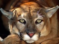 Puma (Puma concolor)