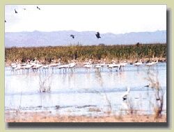 Sitio Ramsar lagunas de Guanacache