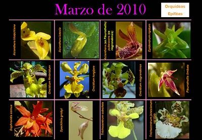 Orquídeas de Misiones