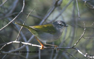 arañero silbón (Basileuterus leucoblepharus)