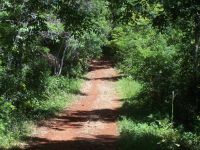 Sendero en la Selva