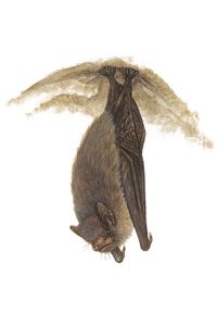 murciélago de Indiana (Myotis sodalis)