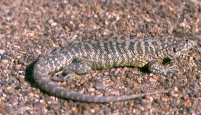 lagartija de Casamiquela (Liolaemus casamiquelai)