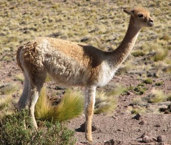 Vicuña (Vicugna vicugna)