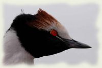 macá tobiano (Podiceps gallardoi)