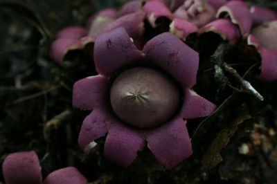 hongo (Geastrum episcopale)