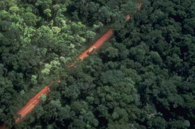 selva misionera o paranaense