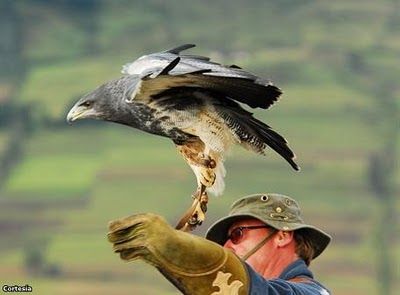 Manejo de Aves Rapaces