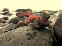 Lagarto de Islas Galápagos