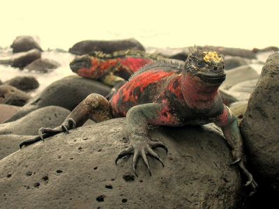 Lagarto de Islas Galápagos