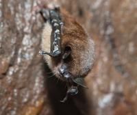 Muricélago (Myotis lucifugus)