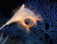 La biodiversidad del Mediterráneo